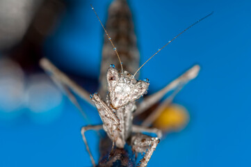  Close up of pair of Beautiful European mantis ( Mantis religiosa )