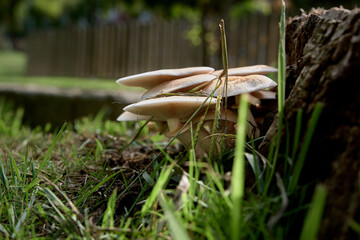 Mushrooms grow in the forest in autumn