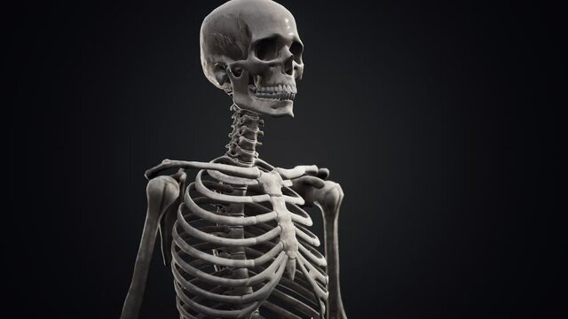 full human skeleton standing