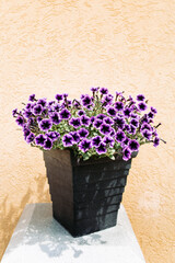 Pot of fresh violet home petunia flower on the table