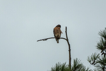 Red-Tailed Hawk