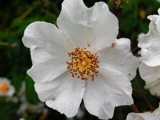 one flower in the nature