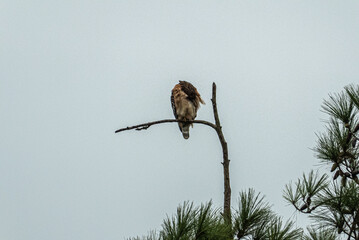 Red-Tailed Hawk