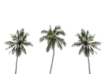 Three coconut palm trees isolated on white background. © bignai
