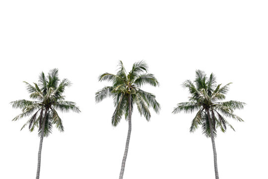 Three coconut palm trees isolated on white background.