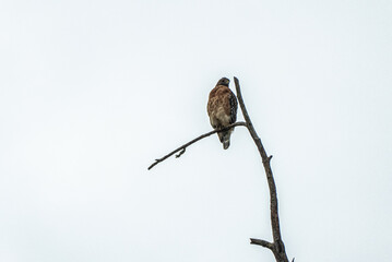 Red-Tailed Hawk