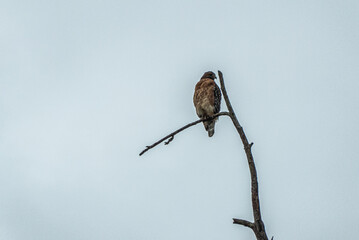 Red-Tailed Hawk
