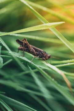 grasshopper on the plants