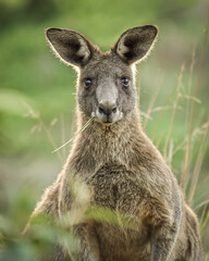 Naklejka na ściany i meble Kangaroo eating grass