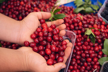 Man checking red ripe cranberries with fir needles. Top view