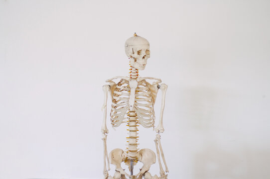 Anatomy skeleton