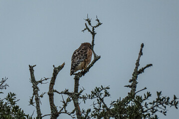 Red-Tailed Hawk