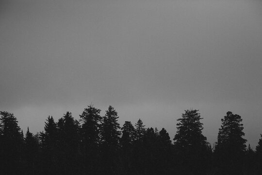 Black and white tree line just before dark