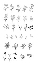 Set of medicinal herbs and leaves on a white background. Stylish wallpaper with plants for the manufacture of medicines on a white background. Textiles with summer herbs.