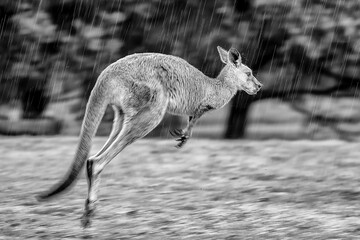 Kangaroo hopping in rain