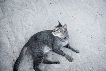 Tabby cat with beautiful green eyes lying and looking up on sand beach background