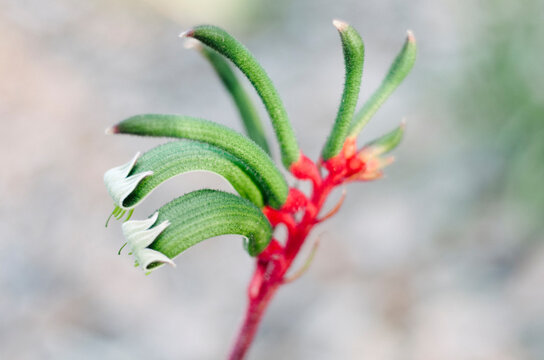Mangles Kangaroo Paw (Anigozanthos manglesii)