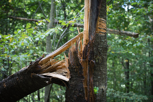 fallen broken tree in the green forest