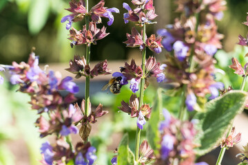 Naklejka premium bee collecting pollen on sage bloom