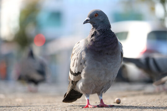 Rock pigeon columba livia in frontal view waiting on the ground in front of blurry urban background with car, looking to the side