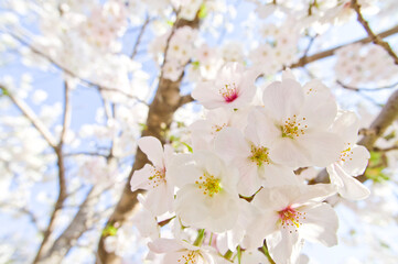 The cherry blossoms in the park are in full bloom.