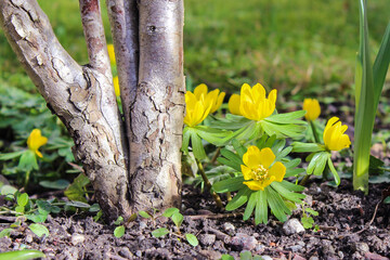 Yellow spring flower next to tree