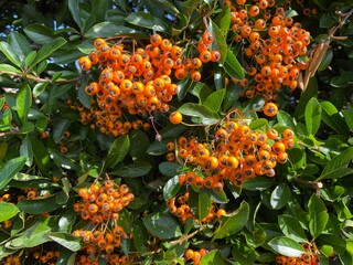 Orange berries, in amongst greenery, in a hedgerow near, Skipton, Yorkshire, UK