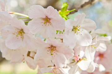 Obraz premium The cherry blossoms in the park are in full bloom.