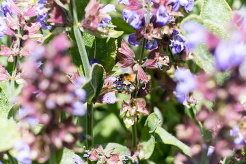 bee collecting pollen on sage bloom