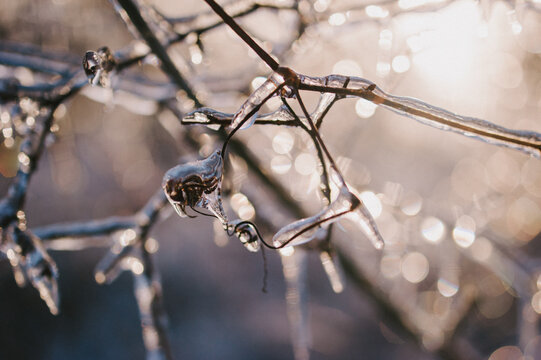 Ice covered branches and leaves after winter storm