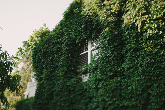 Ivy covered house and window