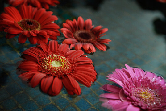 Red Pink gebera flowers floating in water with drops on the petal