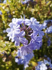 Fototapeta premium flores en jardines de Madrid ,España