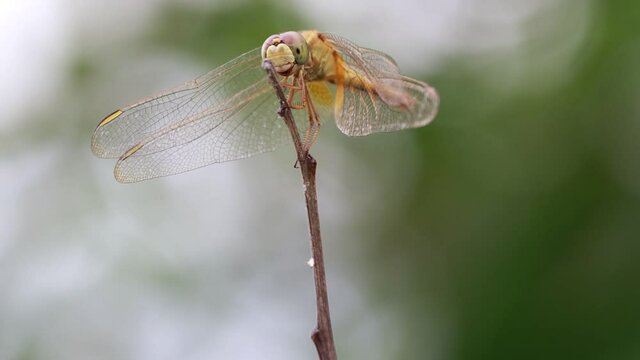 A ruddy darter dragonfly sits on a straw of dried grass and The wild insect shook its mouth and stared at the victim.