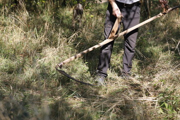 Man with scythe in the garden, grass is mowed and cut by hand.