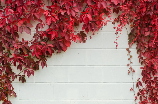 vines on a white concrete wall make a frame