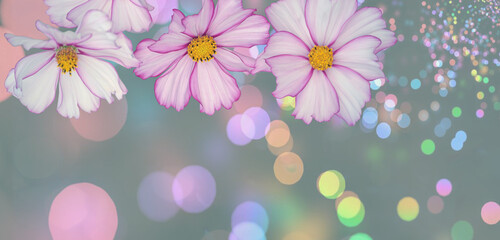 Pink camomile flower on variegated colorfulwith circles horizontal background.
