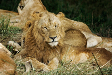 2020-african-stock-photo-lion-africa-wilderness