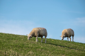 Obraz premium Deichschafe