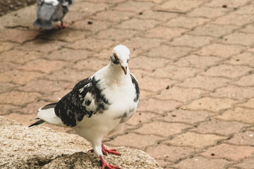 白黒の鳩