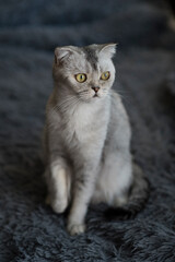 Adult Scotswoman fold cat with grey wool