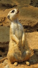 Fototapeta premium Guarded meerkat, Hartbeespoort, North West