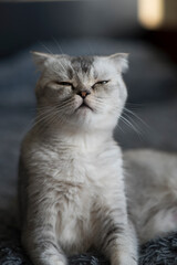 Emotions and an interesting look shot by the fold of cat and gray hair