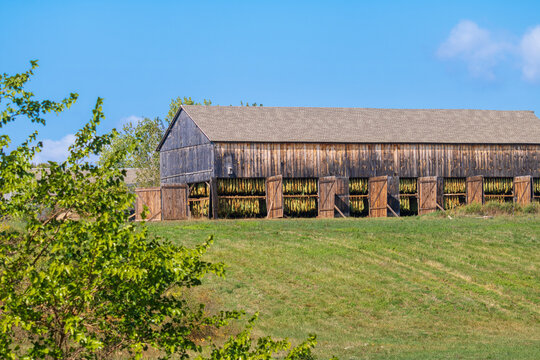 Tobacco drying in a typical drying shed in northern Connecticut