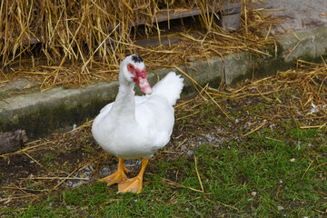 oche anatra volatili laghetto 