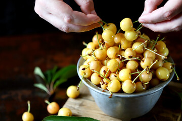 Yellow cherries in hand and in a bowl. Yellow cherry leaves. Harvest berries and fruits.
