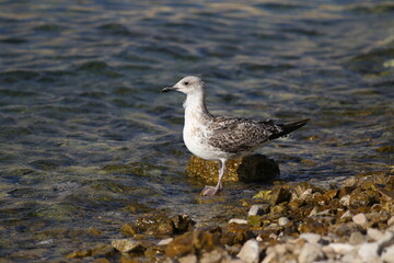 A gray seagull stands on a rocky shore