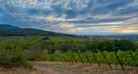 Weinberge oberhalb von Blienschwiller im Elsass