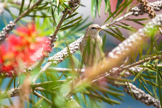 Pardal - Sparrow