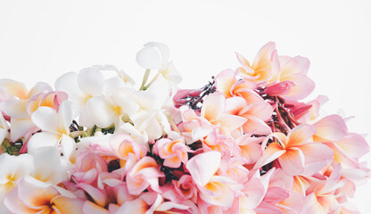 Obraz na płótnie Canvas Beautiful frangipani or plumeria flowers over white background